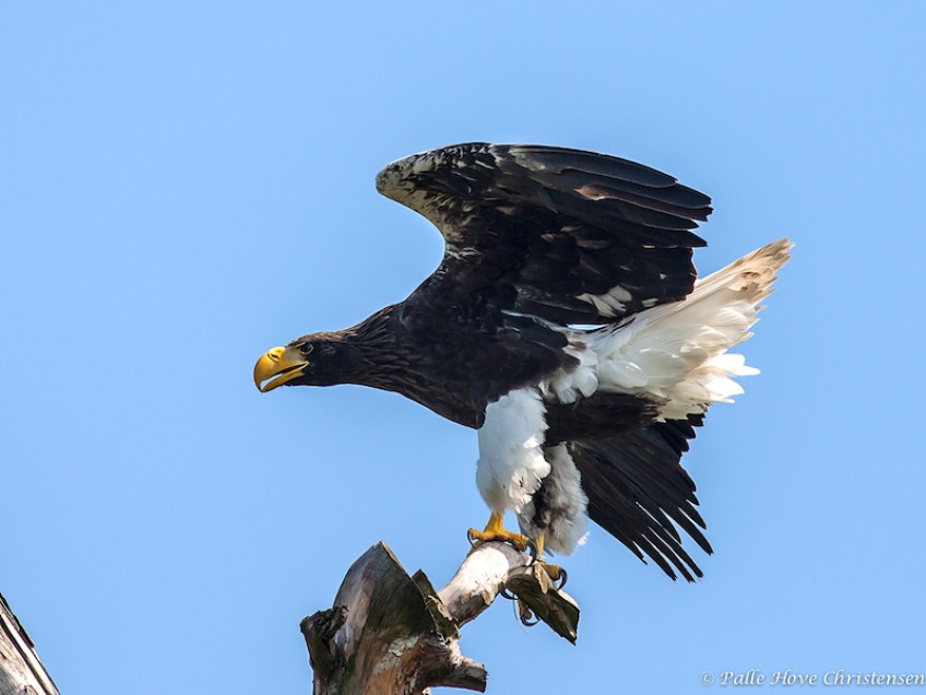 Stellers Havørn, Eagleworld, Tuen, Juli 2019
