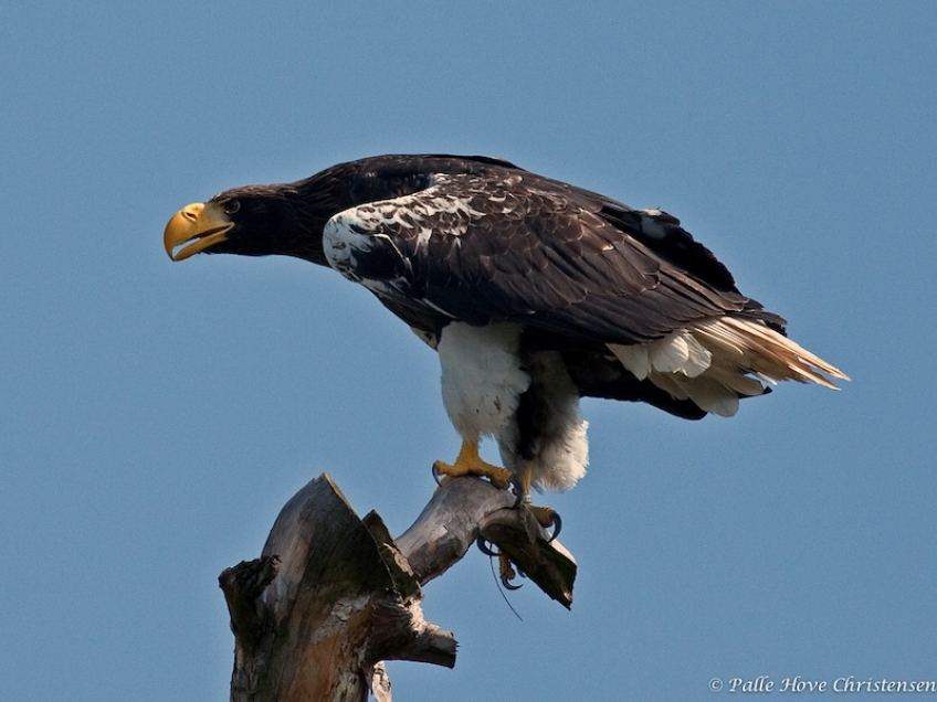 Stellers Havørn, Eagleworld, Tuen, Juli 2019