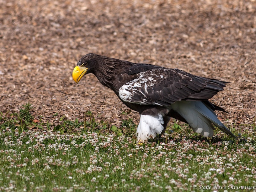 Stellers Havørn, Eagleworld, Tuen, Juli 2019