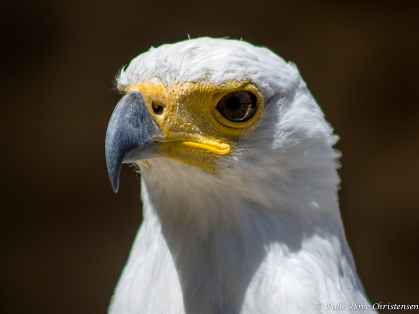 Flodørn, La Volerie des Aigles, Alsace, Juli 2008
