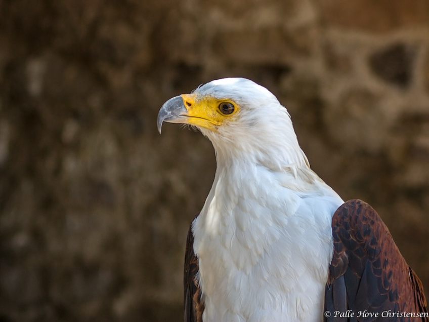 Flodørn, La Volerie des Aigles, Alsace, Juli 2008