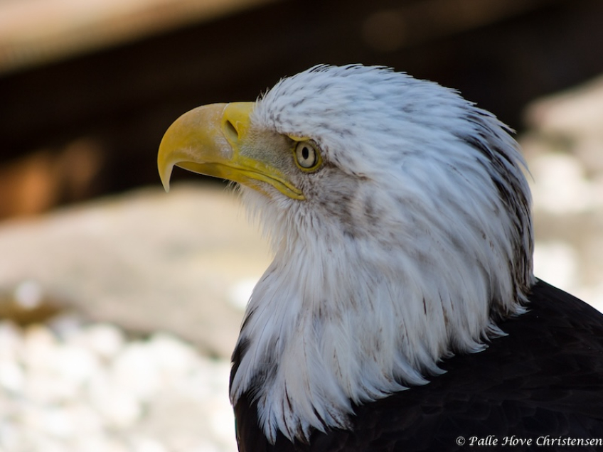 Hvidhovedet Havørn, La Volerie des Aigles, Alsace, Juli 2008