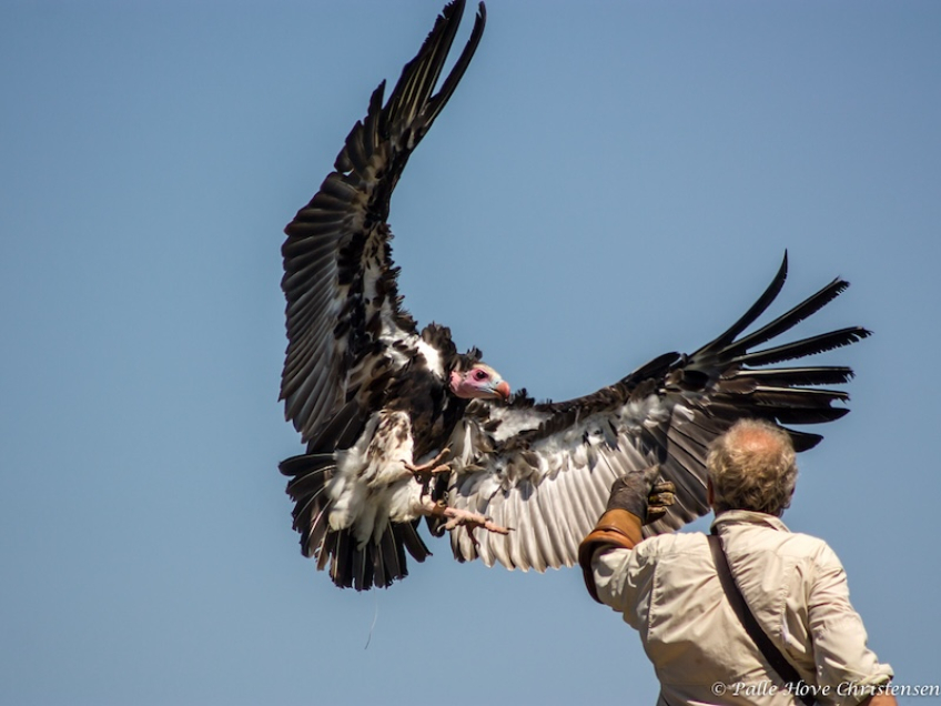 Hvidhovedet Grib, La Volerie des aigles, Alsace, Juli 2008
