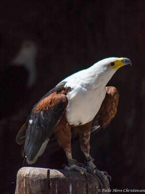 Flodørn, La Volerie des Aigles, Alsace, Juli 2008