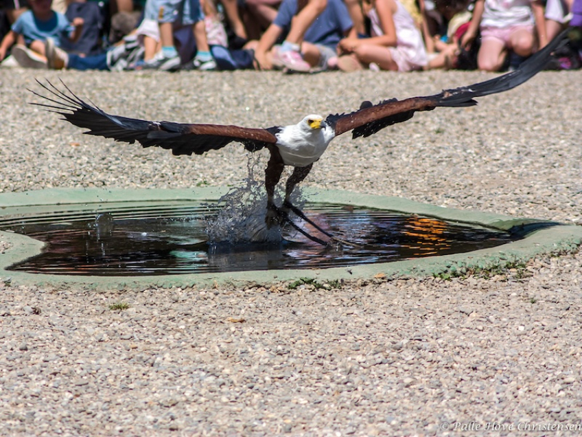 Flodørn, La Volerie des Aigles, Alsace, Juli 2008