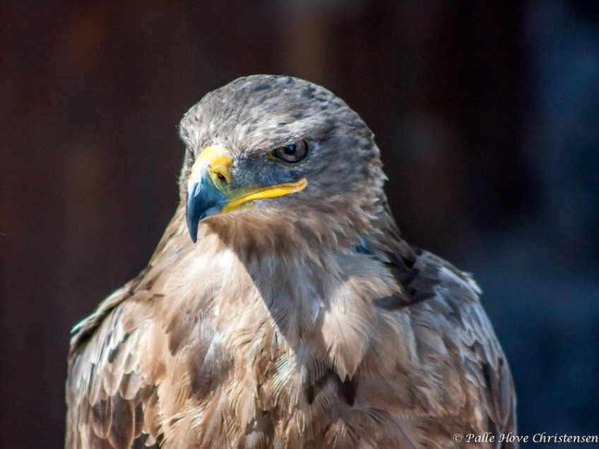 Rovørn, La Volerie des Aigles, Alsace, Juli 2008