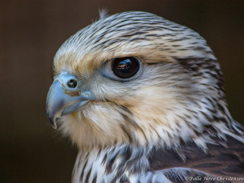 Slagfalk, La Volerie des Aigles, Alsace, Juli 2008