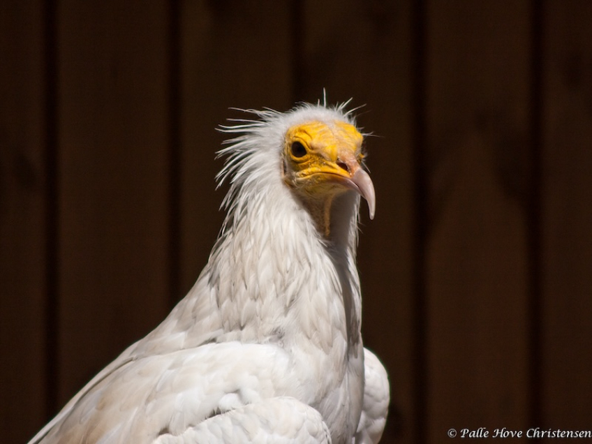 Ådselgrib, La Volerie des Aigles, Alsace, Juli 2008