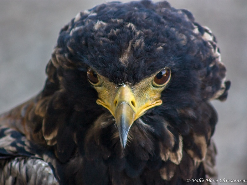 Gøglerørn, La Volerie des Aigles, Alsace, Juli 2008
