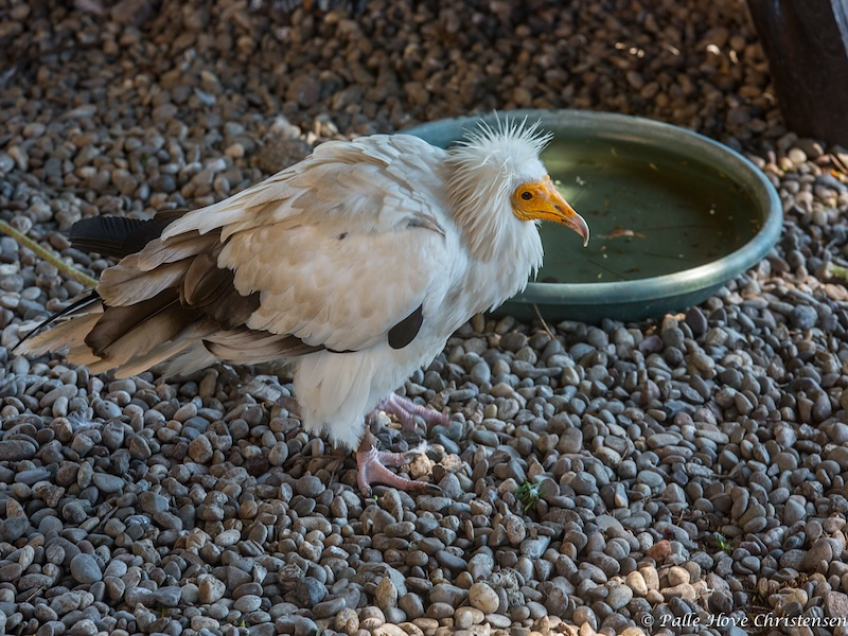 La Volerie des Aigles, Alsace, Juli 2014