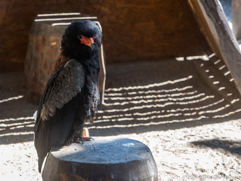 Gøglerørn, La Volerie des Aigles, Alsace, Juli 2014