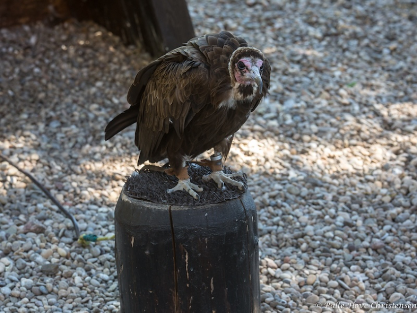 La Volerie des Aigles, Alsace, Juli 2014