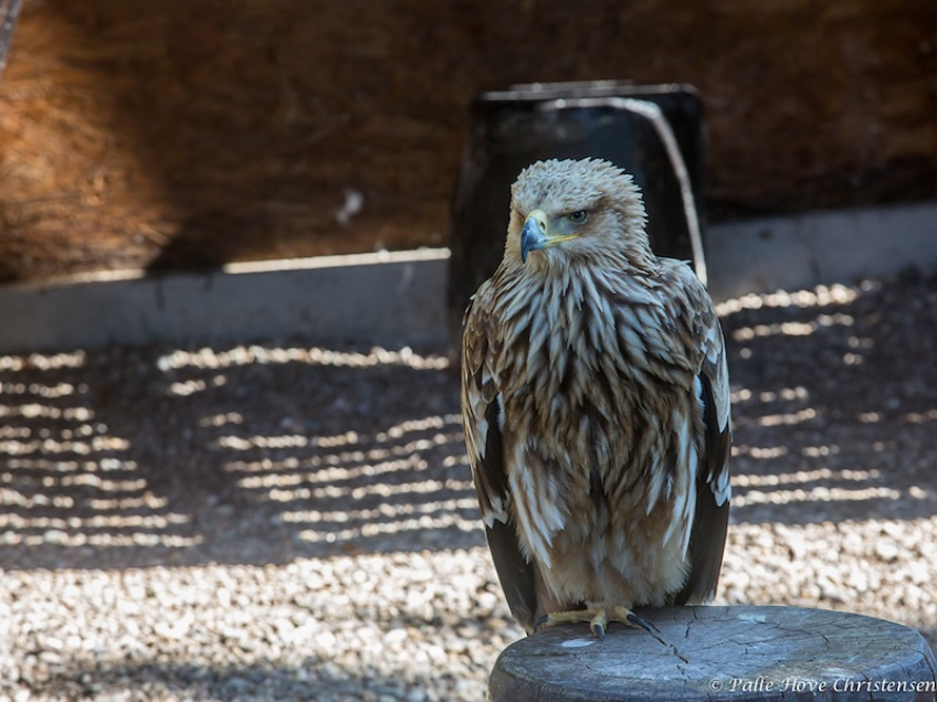 La Volerie des Aigles, Alsace, Juli 2014