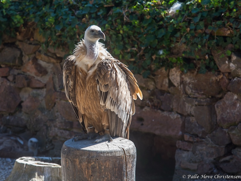 La Volerie des Aigles, Alsace, Juli 2014