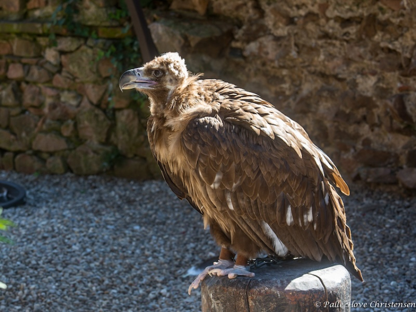 Munkegrib, La Volerie des Aigles, Alsace, 2014