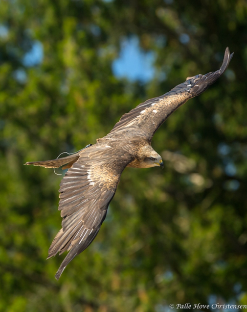 Sort Glente, La Volerie des Aigles, Alsace, Juli 2014