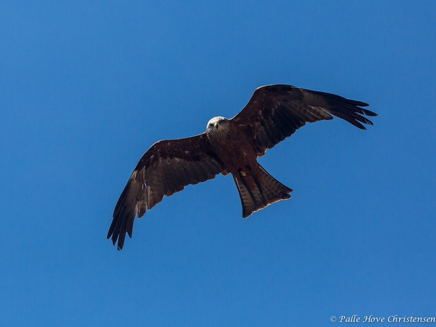 Sort Glente, La Volerie des Aigles, Alsace, Juli 2014