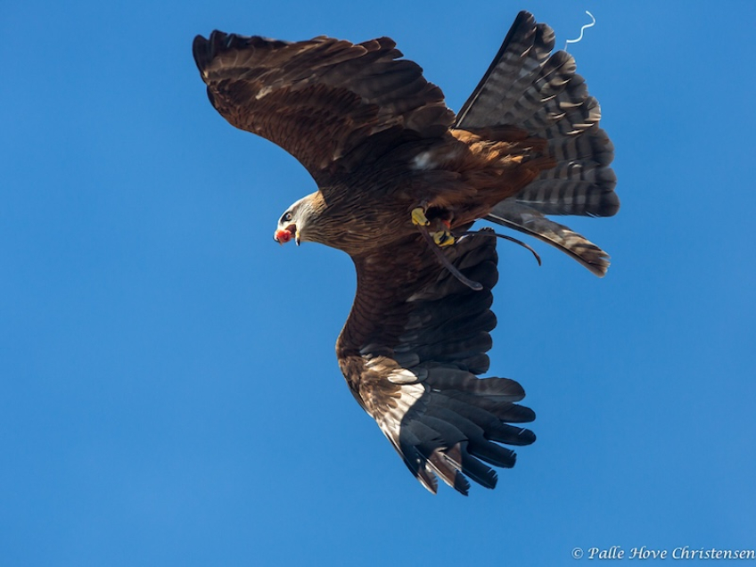 Sort Glente, La Volerie des Aigles, Alsace, Juli 2014