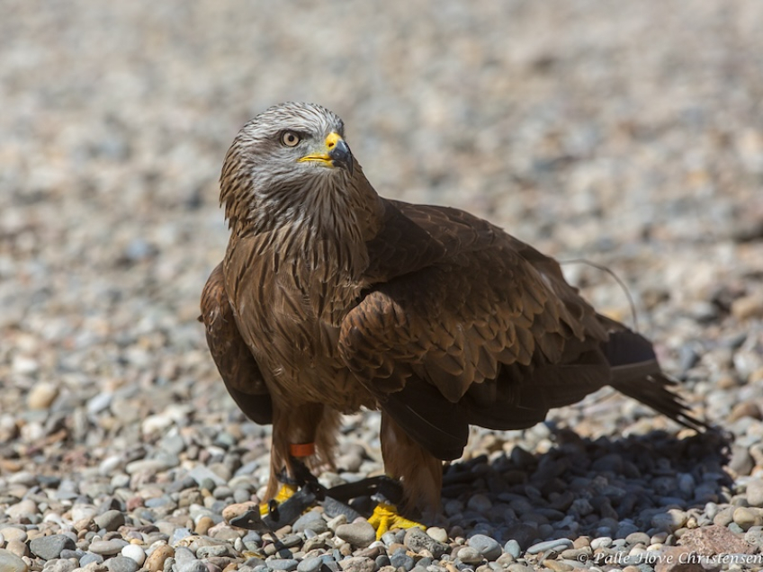 Sort Glente, La Volerie des Aigles, Alsace, Juli 2014