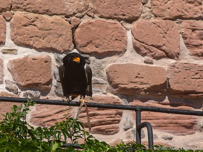 Gøglerørn, La Volerie des Aigles, Alsace, Juli 2014