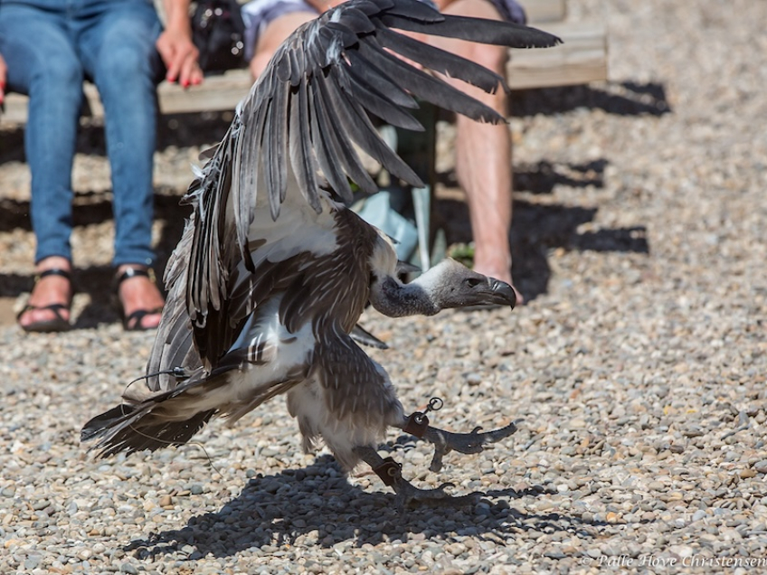 La Volerie des Aigles, Alsace, Juli 2014