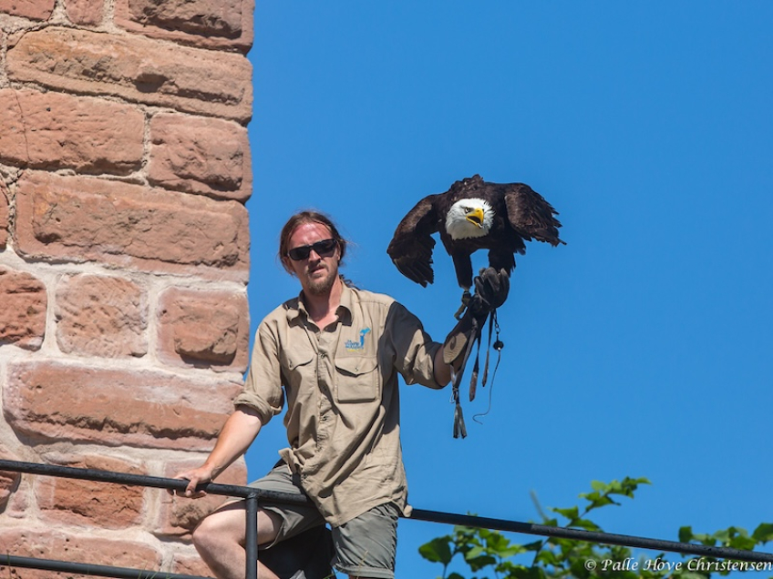 Hvidhovedet Havørn, La Volerie des Aigles, Alsace, Juli 2014