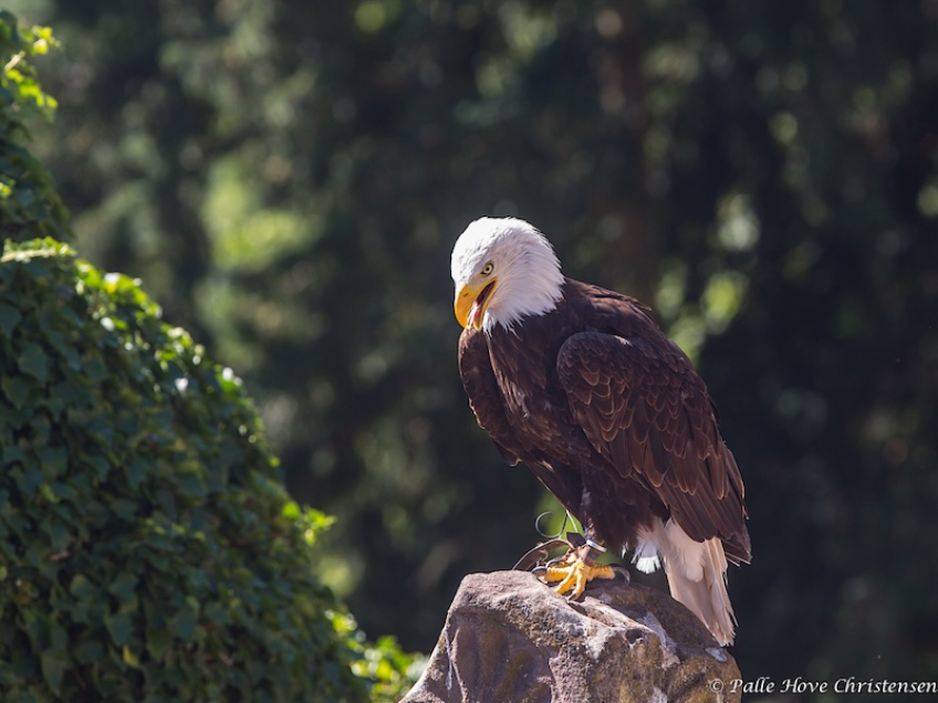 Hvidhovedet Havørn, La Volerie des Aigles, Alsace, Juli 2014