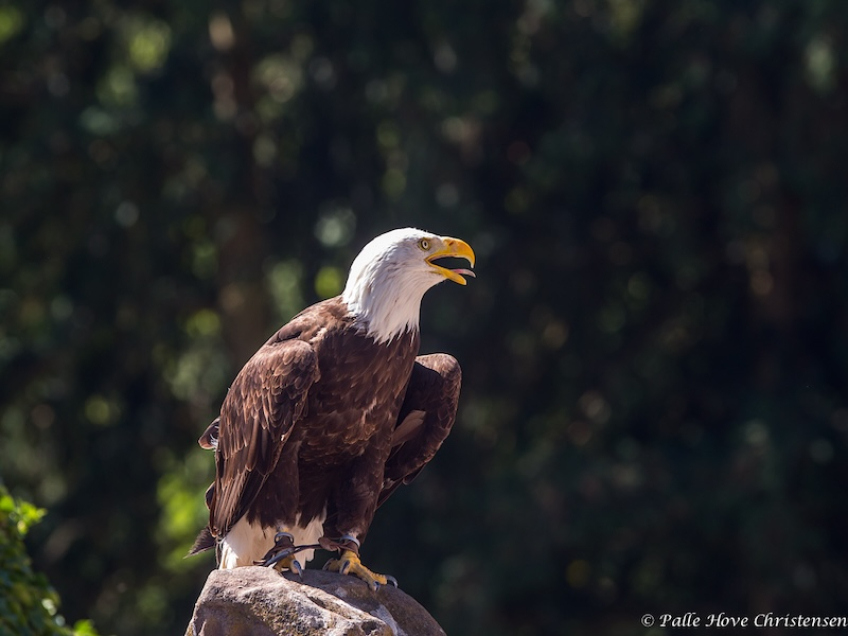 Hvidhovedet Havørn, La Volerie des Aigles, Alsace, Juli 2014