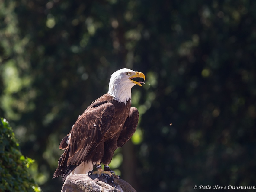 Hvidhovedet Havørn, La Volerie des Aigles, Alsace, Juli 2014