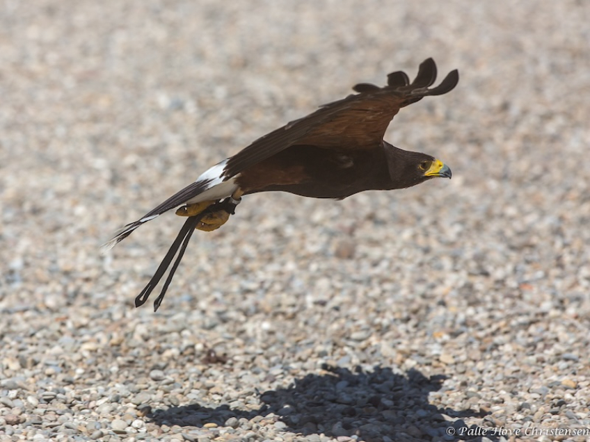 Rødskuldret Våge, La Volerie des Aigles, Alsace, Juli 2014