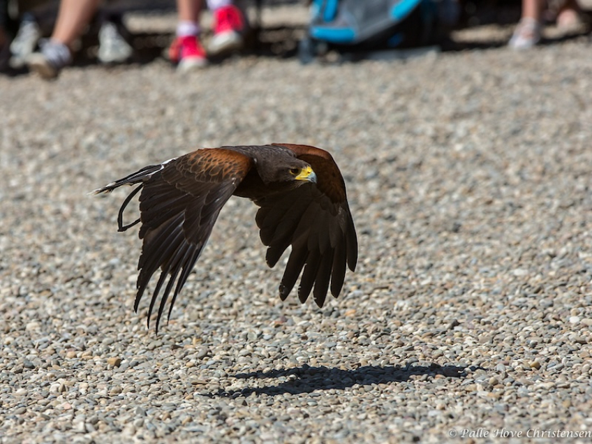 Rødskuldret Våge, La Volerie des Aigles, Alsace, Juli 2014