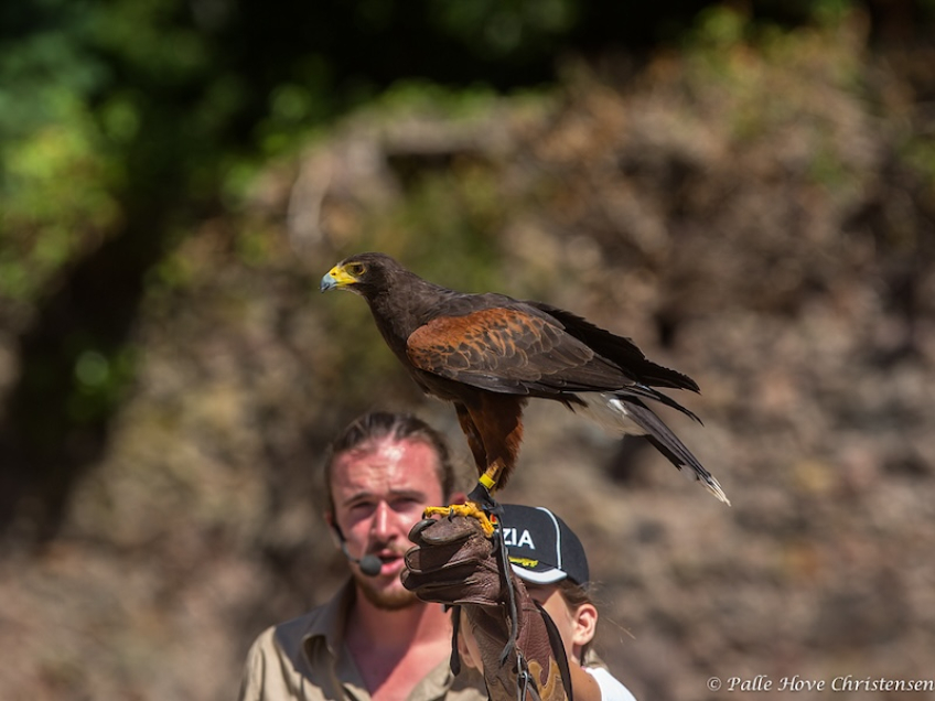 Rødskuldret Våge, La Volerie des Aigles, Alsace, Juli 2014
