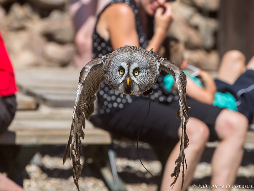 Lapugle, La Volerie des Aigles, Alsace, Juli 2014