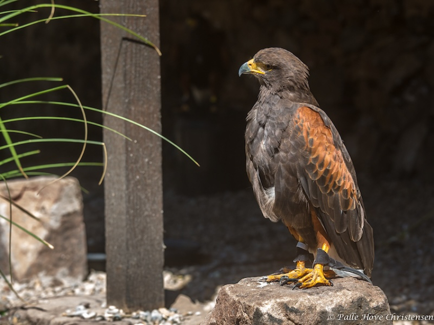 Rødskuldret Våge, La Volerie des Aigles, Alsace, Juli 2014