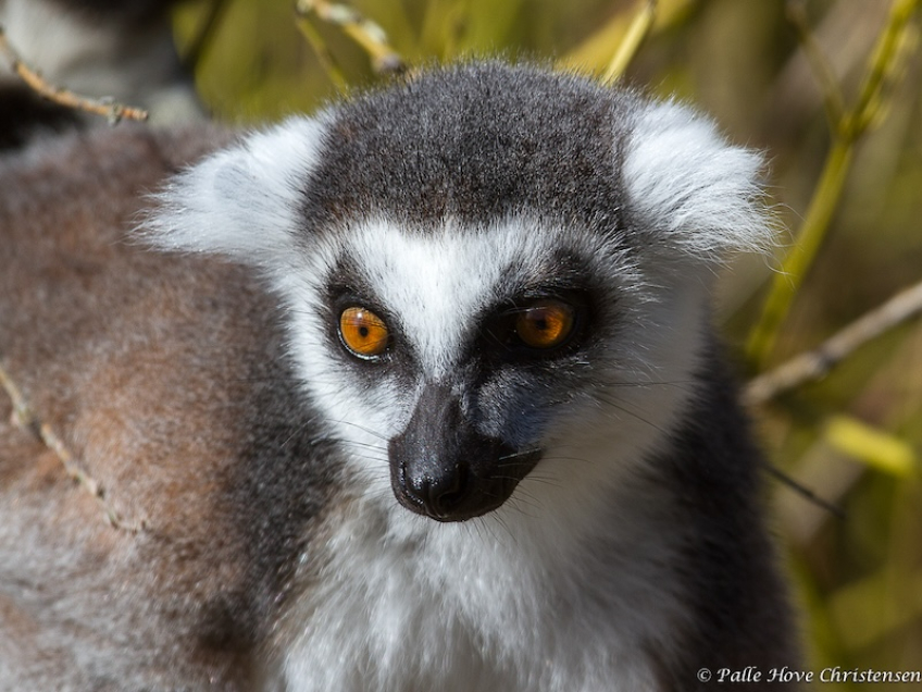 Katta Lemur, Ree Park, Ebeltoft, April 2013