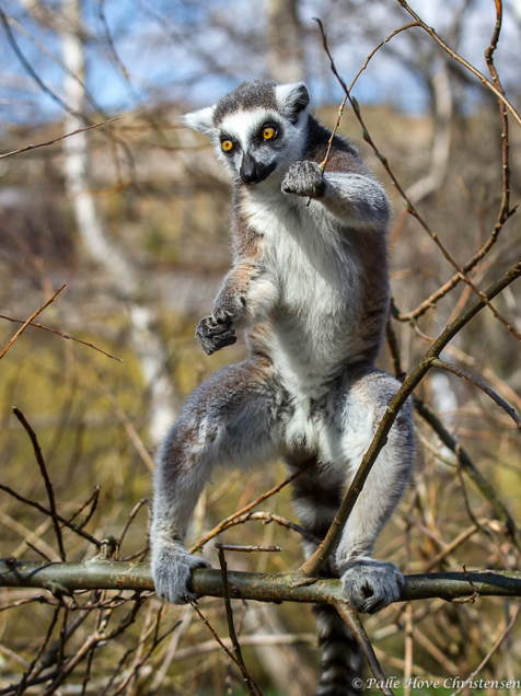 Katta Lemur, Ree Park, Ebeltoft, April 2013