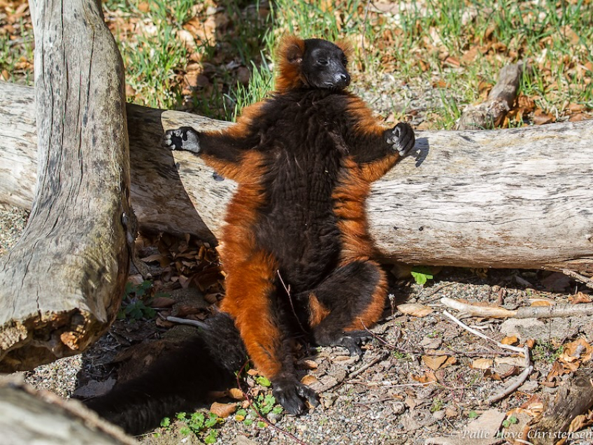 Rød Varilemur, Ree Park, Ebeltoft, April 2013