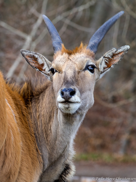 Elan Antilope , Ree Park, Ebeltoft, April 2013