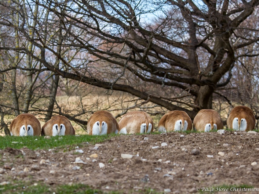 Hjorteantilope , Ree Park, Ebeltoft, April 2013