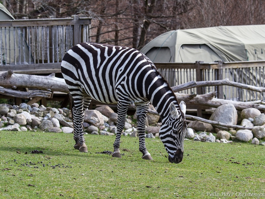 Manløs Zebra , Ree Park, Ebeltoft, April 2013
