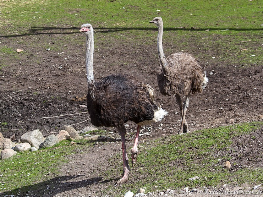 Struds , Ree Park, Ebeltoft, April 2013