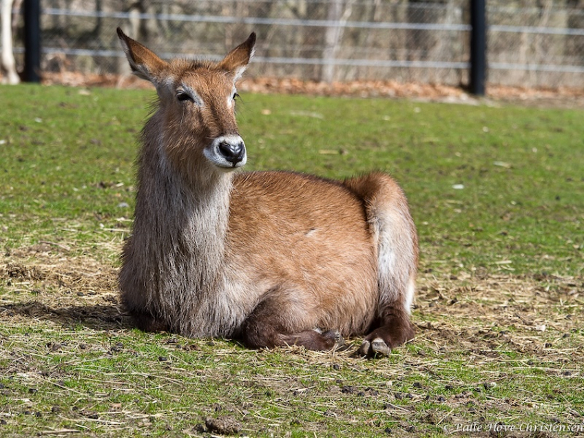 Vandbuk, Ree Park, Ebeltoft, April 2013