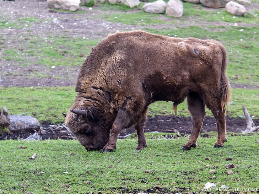 Europæisk Bison , Ree Park, Ebeltoft, April 2013