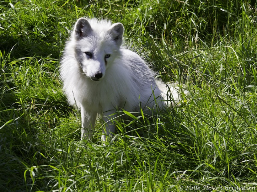 Polarræv, Skandinavisk Dyrepark, Juli 2012