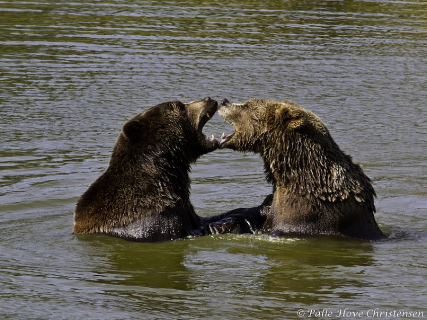 Brun Bjørn, Skandinavisk Dyrepark, Juli 2012