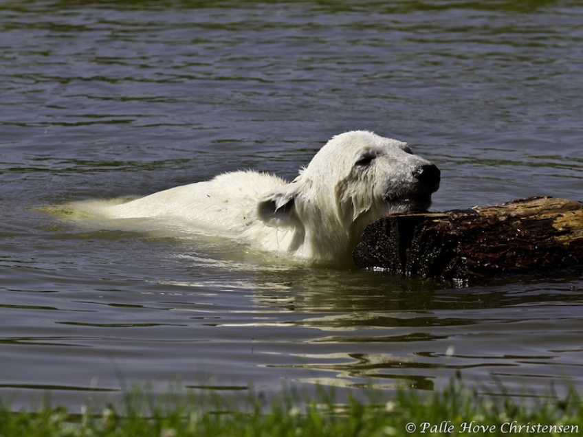 Isbjørn, Skandinavisk Dyrepark, Juli 2012