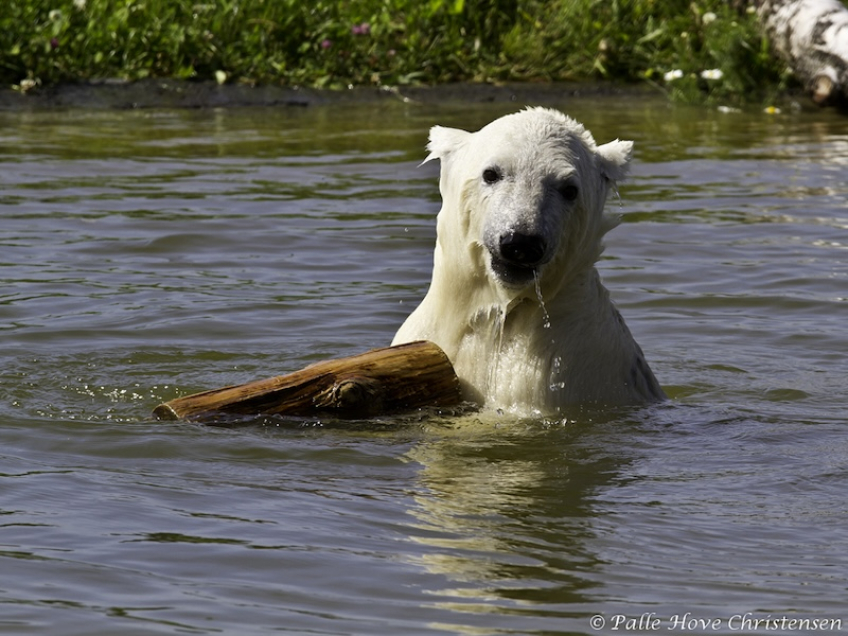 Isbjørn, Skandinavisk Dyrepark, Juli 2012