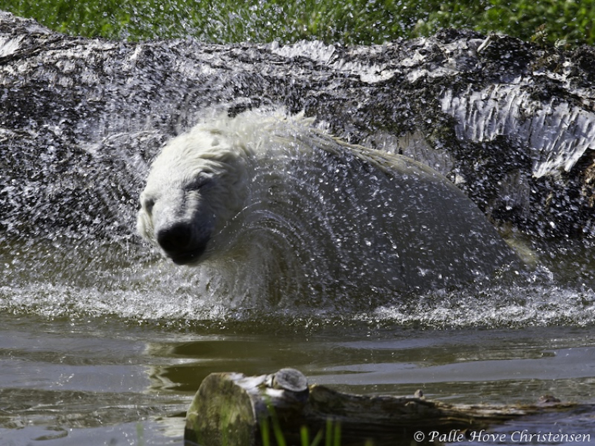 Isbjørn, Skandinavisk Dyrepark, Juli 2012