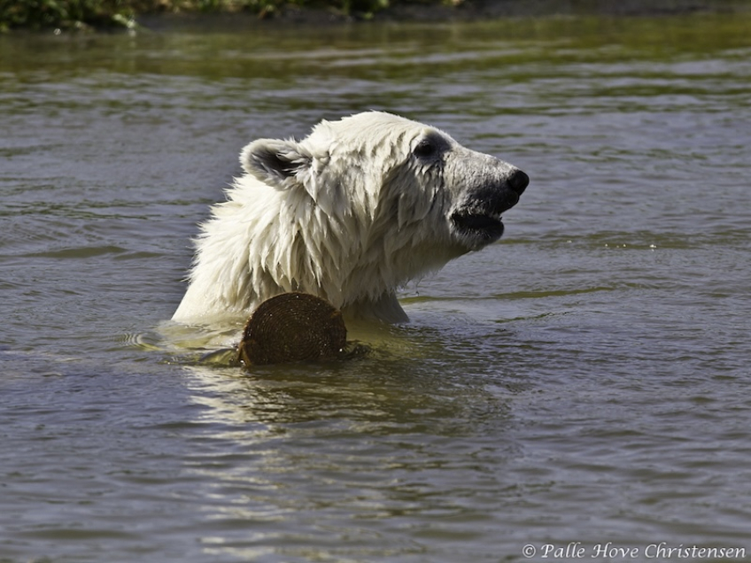 Isbjørn, Skandinavisk Dyrepark, Juli 2012