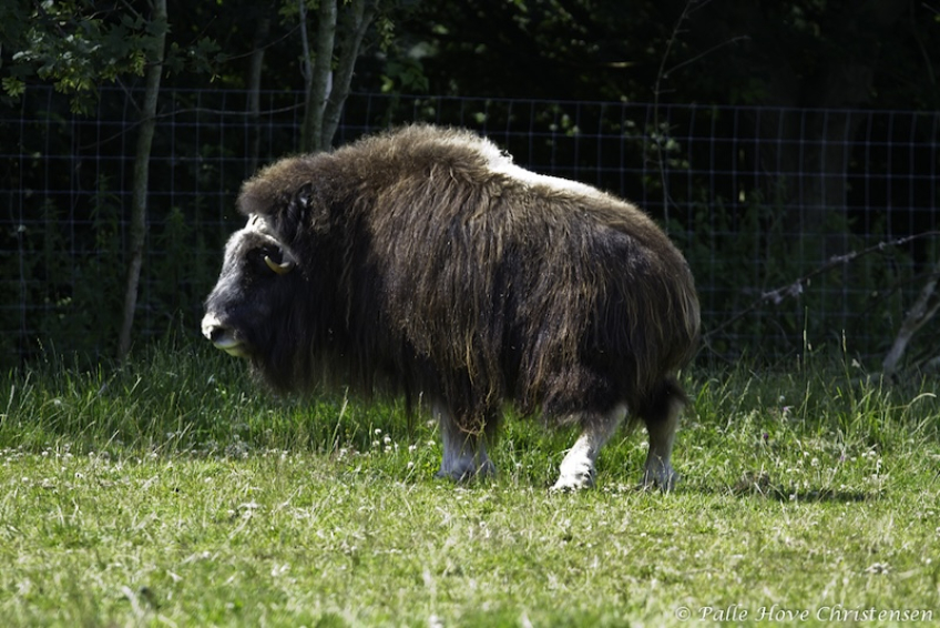 Moskusokse, Skandinavisk Dyrepark, Juli 2012